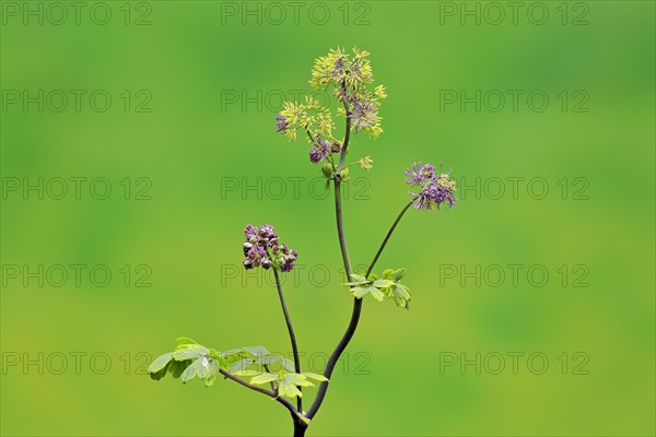 Columbine greater meadow rue (Thalictrum aquilegiifolium)