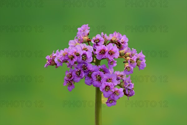 Bergenia