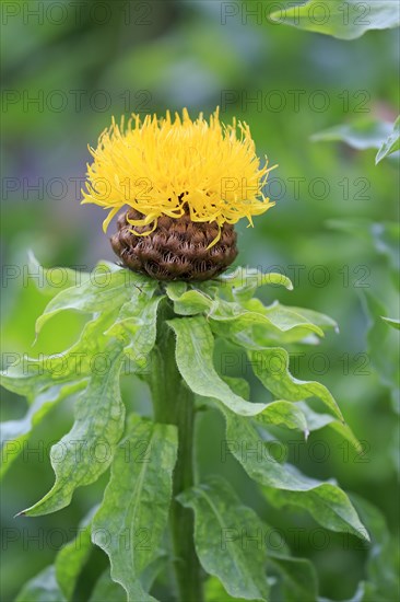 Globe knapweed (Centaurea macrocephala)