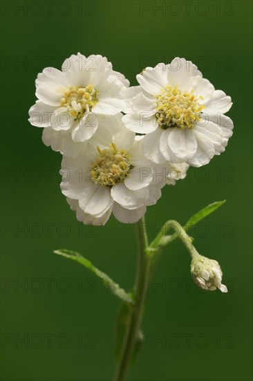 Fine leaved water dropwort (Oenanthe aquatica)