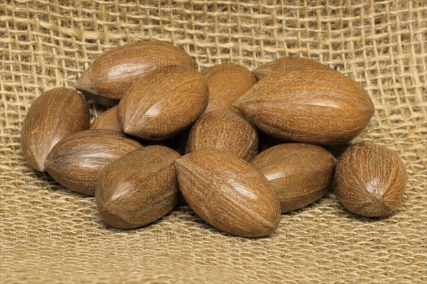 Pecan (Carya illinoinensis)