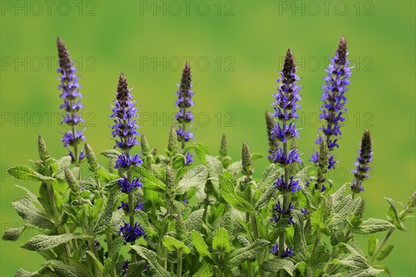 Woodland sage (Salvia nemorosa)