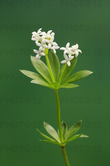 Woodruff (Asperula odorata)