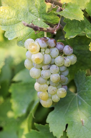 Grape vine (Vitis vinifera)