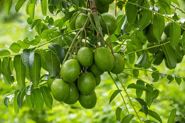 Hog plums (Spondias Mombin)