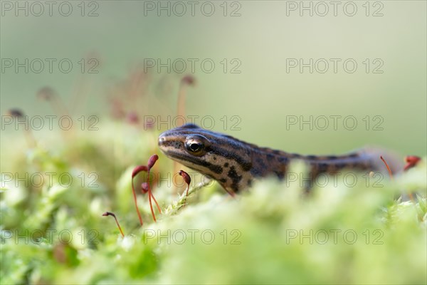 Common newt (Lissotriton vulgaris) in the moss