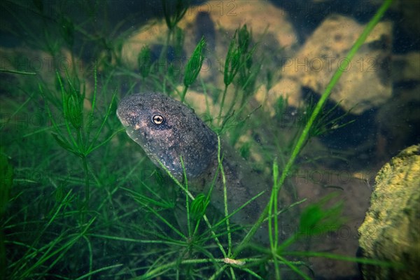 Common midwife toad (Alytes obstetricans)