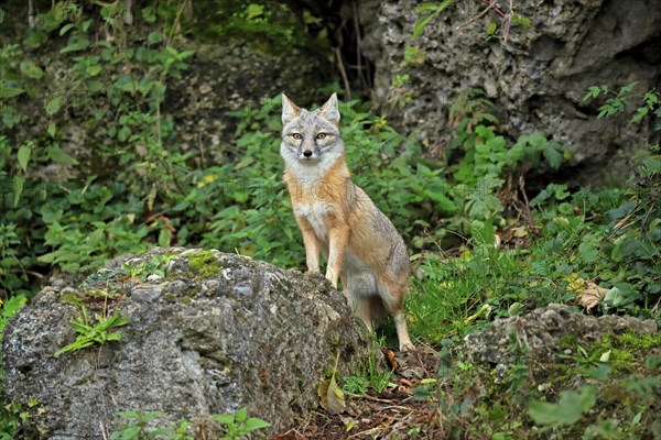 Corsac fox (Vulpes corsac)