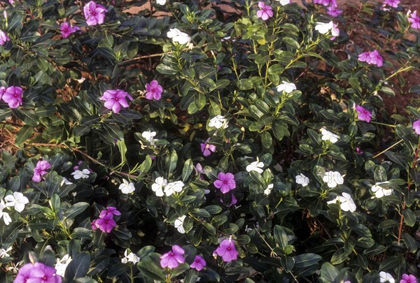 Catharanthus roseus