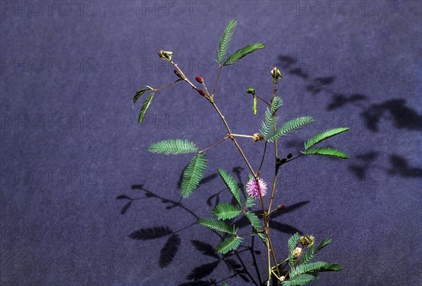 linn : sensitive (Mimosa pudica) plant. lajjavanti