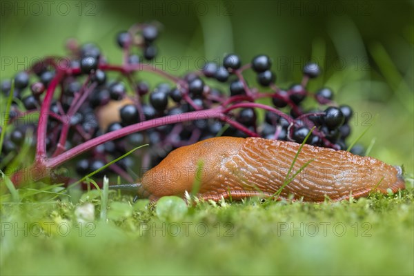 Red slug (Arion rufus) feeding on elderberries
