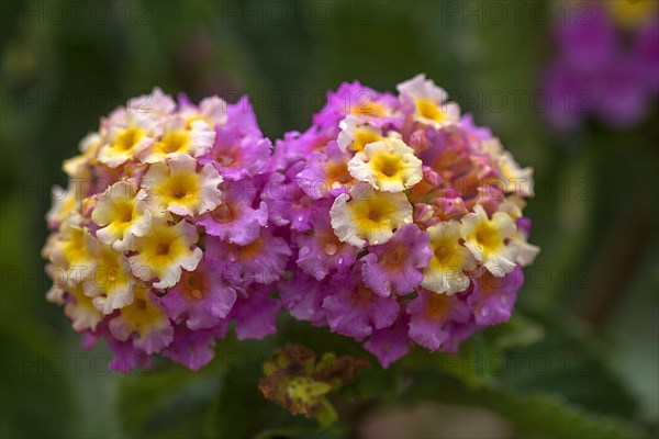 Spanish Flag (Lantana camara)