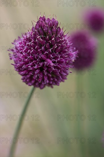 Round headed leek (Allium Sphaerocephalon)