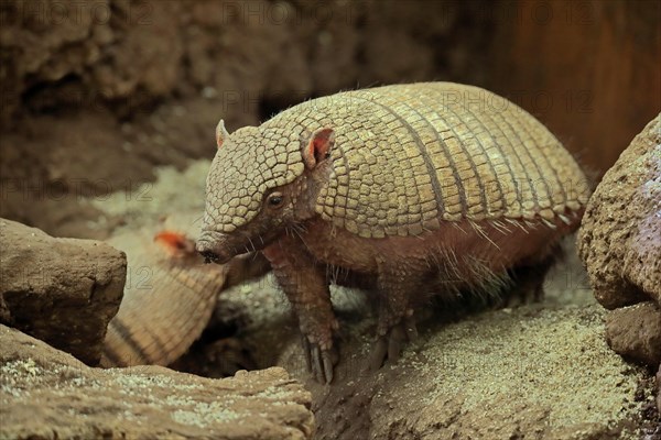 Big hairy armadillo (Chaetophractus villosus)