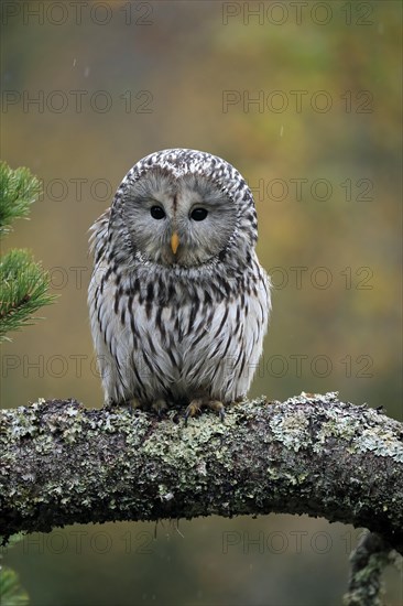 Ural owl (Strix uralensis)