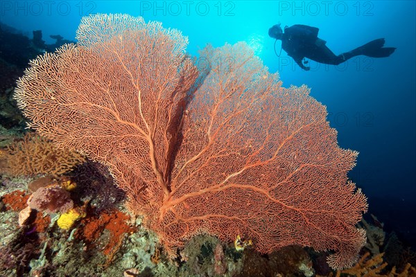 Giant Sea Fan (Annella mollis)