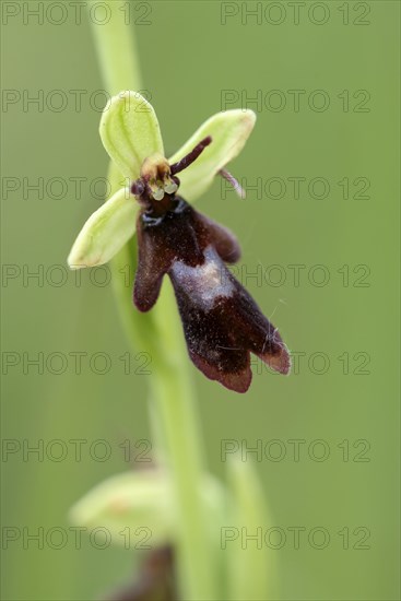 Fly orchid (Ophrys insectifera)