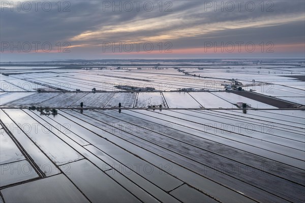 Flooded rice fields in May at daybreak