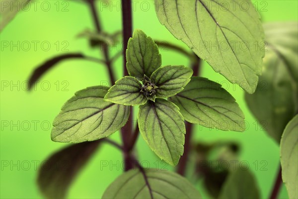 Shrub Basil (Ocimum basilicum) Magic Blue (Magic Blue)