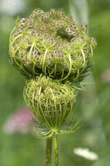 Seed stand of the wild Wild carrot (Daucus carota subsp. carota)