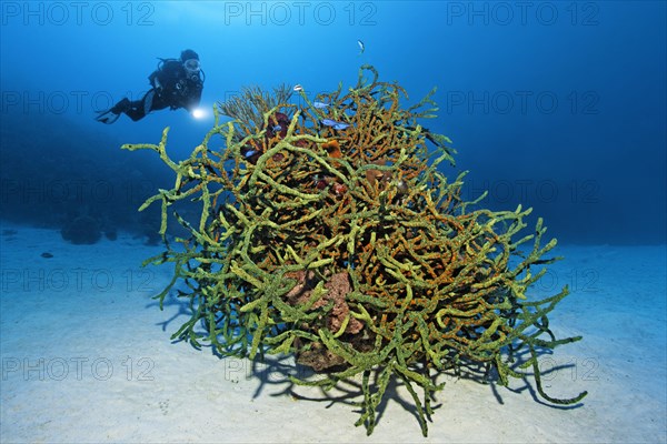 Diver looking at green finger sponge (Lotrochota birotulata) with colonies of golden zoanthid (Parazoanthus swiftii) over sandy bottom