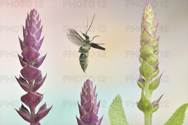 Thick legged flower beetle (Oedemera nobilis) in flight on buds of Meadow Clary (Salvia pratensis)