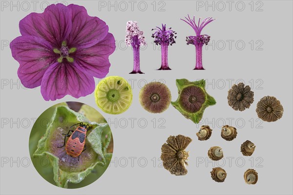 Moroccan wild mallow (Malva sylvestris subsp. subacaulis)