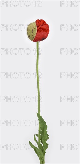 Poppy flowers (Papaver rhoeas)