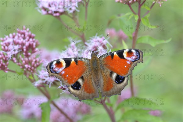 European peacock (Aglais io) on common waterweed (Eupatorium cannabinum)