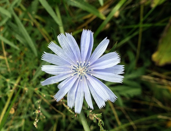 Common chicory (Cichorium intybus)