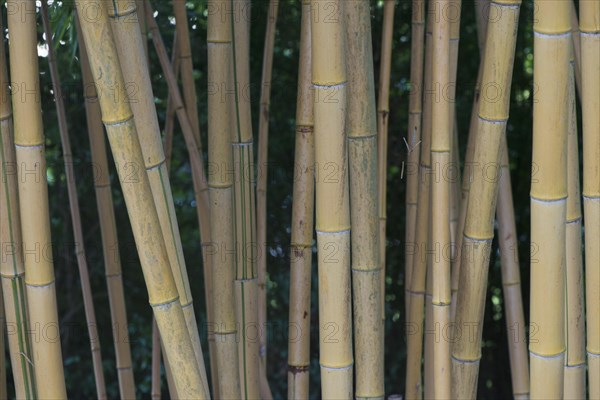 Bamboo (Phyllostachis) Bad Fuessing