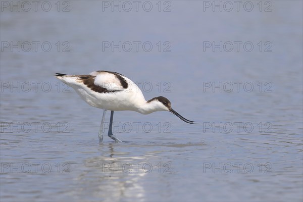 Black capped avocet (Recurvirostra avosetta)