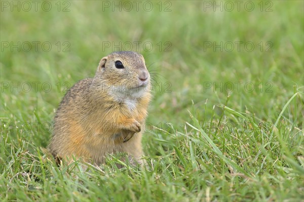 European ground squirrel (Spermophilus citellus)