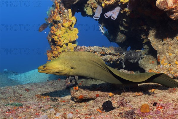 Green moray (Gymnothorax funebris) swimming through shipwreck