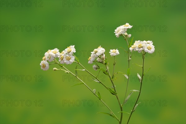 Fine leaved water dropwort (Oenanthe aquatica)