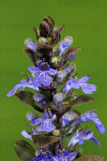 Blue bugle (Ajuga reptans)