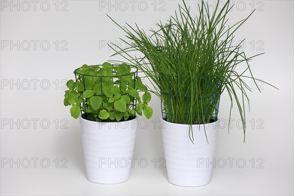 Herbs in pots