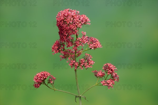 Red valerian (Centranthus ruber)