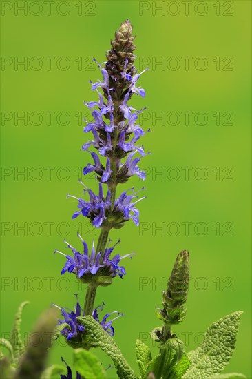 Woodland sage (Salvia nemorosa)