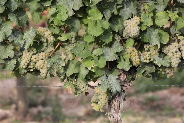 Grape vine (Vitis vinifera)