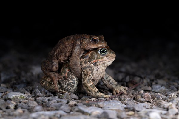 Common toad (Bufo bufo)