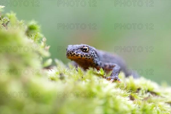 Alpine newt (Ichthyosaura alpestris)