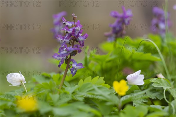 Hollow larkspur (Corydalis cava)