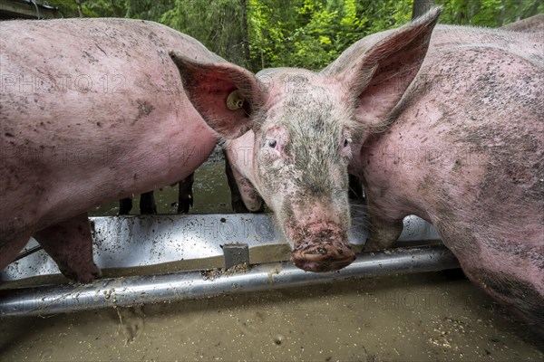 Domestic Pigs (Sus scrofa domesticus) at a trough in an outdoor enclosure