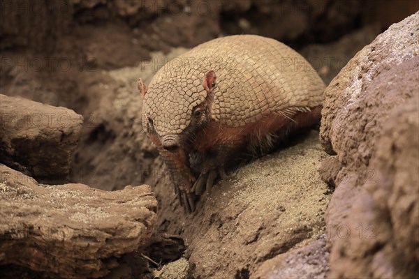 Big hairy armadillo (Chaetophractus villosus)