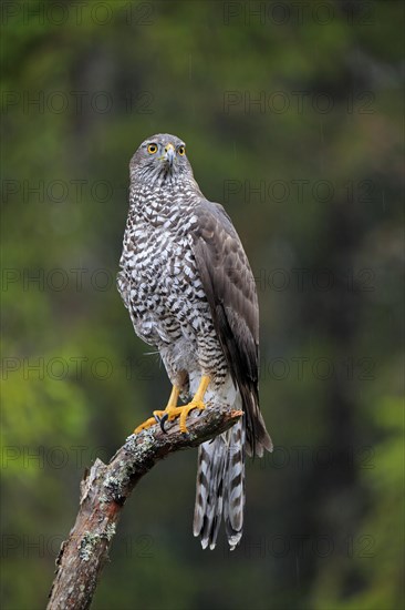 Northern goshawk (Accipiter gentilis)