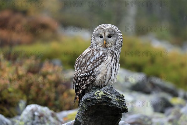 Ural owl (Strix uralensis)