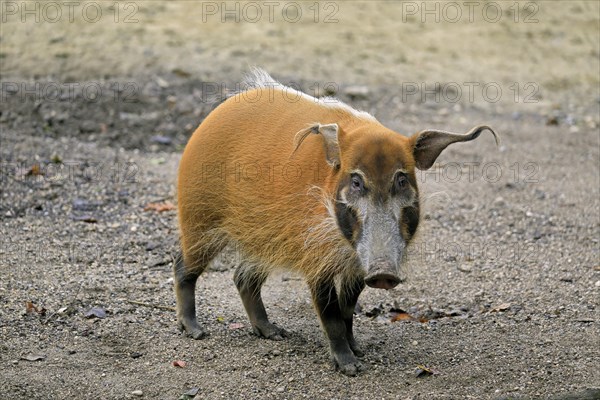 Brush-eared pig (Potamochoerus porcus pictu)