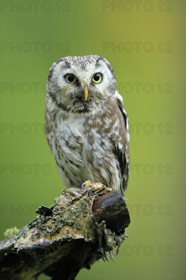 Tengmalm's owl (Aegolius funereus)