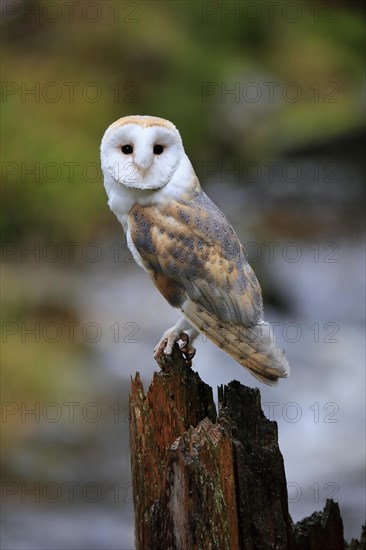 Common barn owl (Tyto alba)